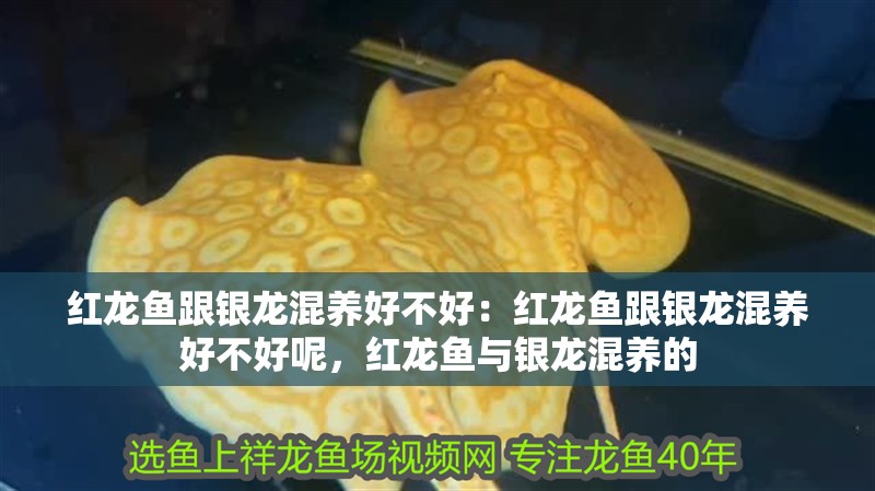 紅龍魚跟銀龍混養(yǎng)好不好：紅龍魚跟銀龍混養(yǎng)好不好呢，紅龍魚與銀龍混養(yǎng)的