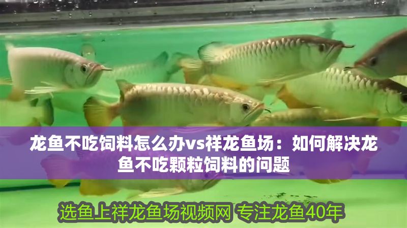 龍魚不吃飼料怎么辦vs祥龍魚場:如何解決龍魚不吃顆粒飼料的問題 vs祥龍魚場 第1張 龍魚不吃飼料怎么辦vs祥龍魚場:如何解決龍魚不吃顆粒飼料的問題 龍魚不吃飼料怎么辦vs祥龍魚場:如何解決龍魚不吃顆粒飼料的問題 vs祥龍魚場 第1張