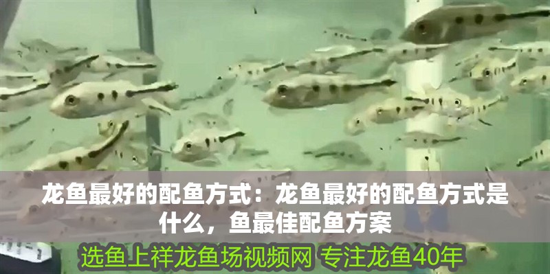 龍魚最好的配魚方式：龍魚最好的配魚方式是什么，魚最佳配魚方案