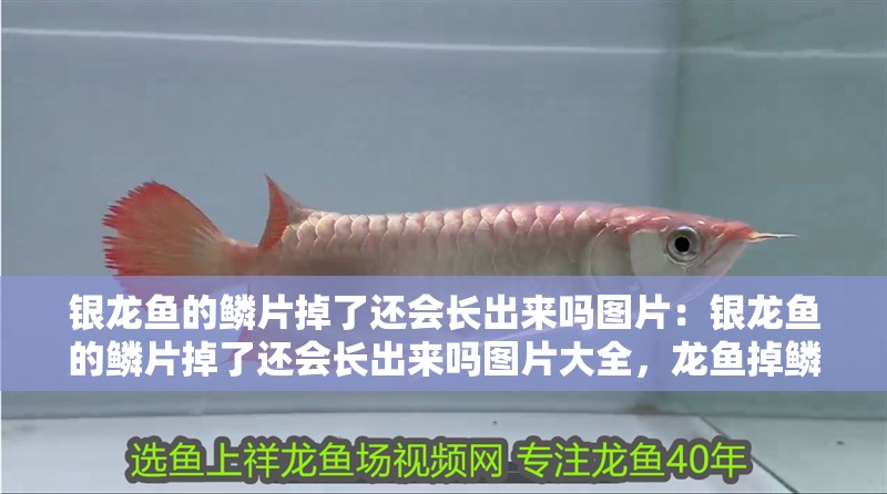 銀龍魚的鱗片掉了還會長出來嗎圖片：銀龍魚的鱗片掉了還會長出來嗎圖片大全，龍魚掉鱗后能否再生？高清