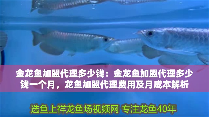 金龍魚加盟代理多少錢：金龍魚加盟代理多少錢一個月，龍魚加盟代理費用及月成本解析