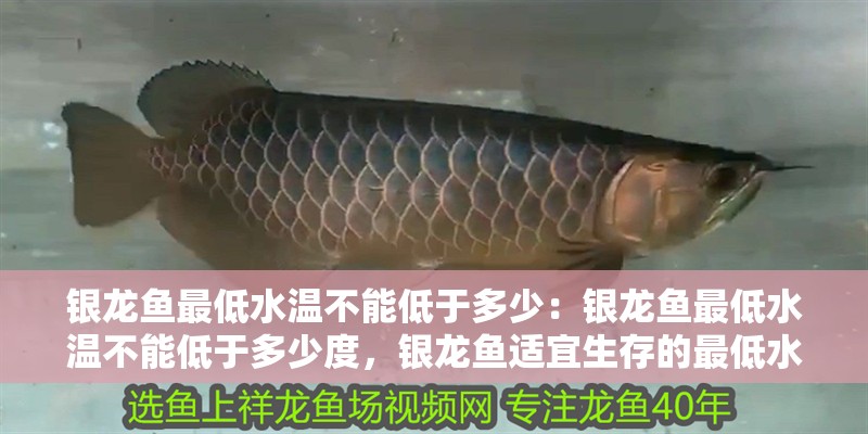 銀龍魚最低水溫不能低于多少：銀龍魚最低水溫不能低于多少度，銀龍魚適宜生存的最低水溫是多少
