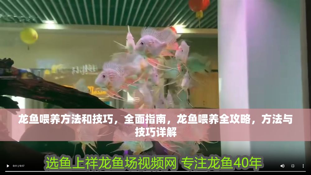 龍魚喂養方法和技巧，全面指南，龍魚喂養全攻略，方法與技巧詳解