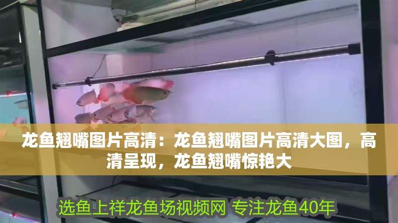 龍魚翹嘴圖片高清：龍魚翹嘴圖片高清大圖，高清呈現，龍魚翹嘴驚艷大