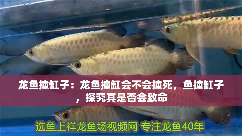 龍魚撞缸子：龍魚撞缸會不會撞死，魚撞缸子，探究其是否會致命
