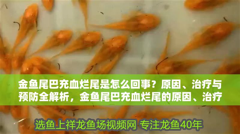 金魚尾巴充血爛尾是怎么回事？原因、治療與預防全解析，金魚尾巴充血爛尾的原因、治療與預防全解析