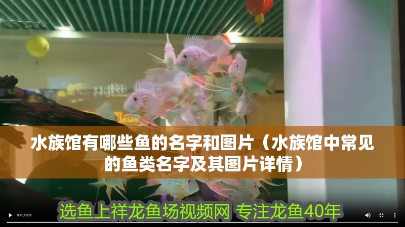 水族館有哪些魚的名字和圖片（水族館中常見的魚類名字及其圖片詳情）