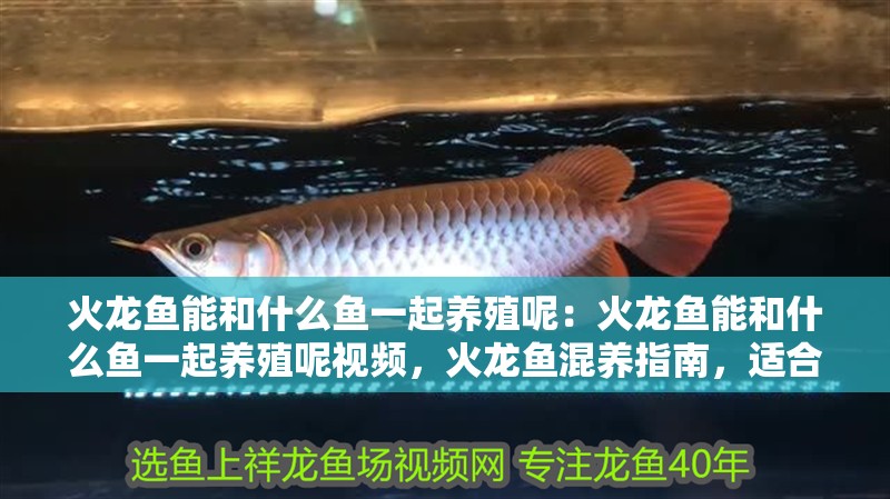 火龍魚能和什么魚一起養殖呢：火龍魚能和什么魚一起養殖呢視頻，火龍魚混養指南，適合搭配的觀賞魚種推薦