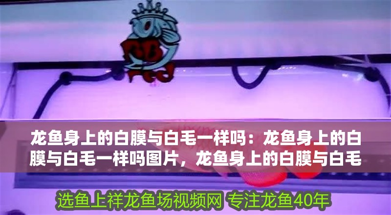 龍魚身上的白膜與白毛一樣嗎：龍魚身上的白膜與白毛一樣嗎圖片，龍魚身上的白膜與白毛究竟是否相同？附對比