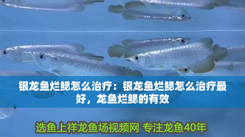 銀龍魚爛鰓怎么治療：銀龍魚爛鰓怎么治療最好，龍魚爛鰓的有效 銀龍魚爛鰓怎么治療：銀龍魚爛鰓怎么治療最好，龍魚爛鰓的有效 水族問答
