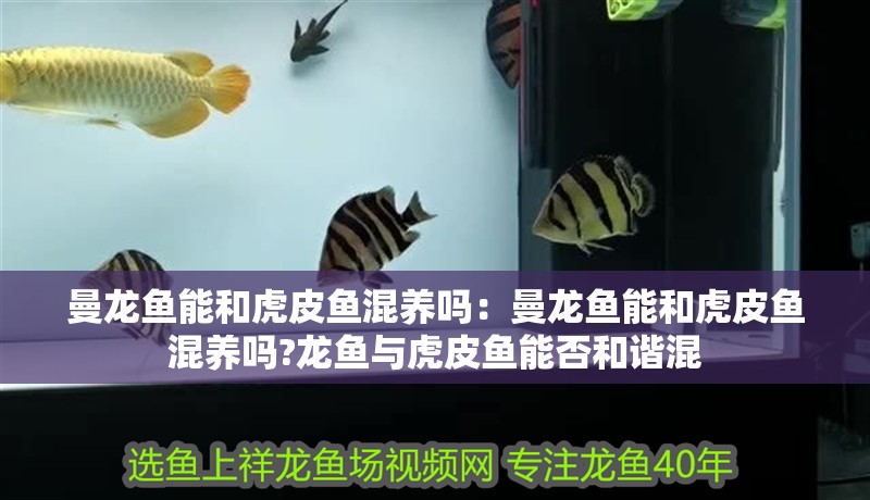 曼龍魚能和虎皮魚混養(yǎng)嗎：曼龍魚能和虎皮魚混養(yǎng)嗎?龍魚與虎皮魚能否和諧混