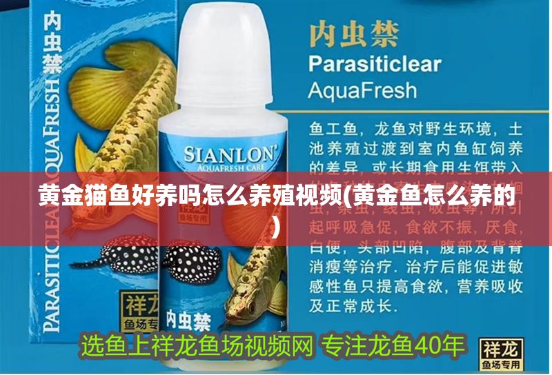 黃金貓魚好養嗎怎么養殖視頻(黃金魚怎么養的)