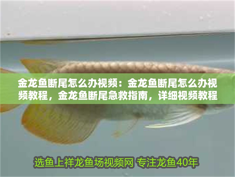 金龍魚斷尾怎么辦視頻：金龍魚斷尾怎么辦視頻教程，金龍魚斷尾急救指南，詳細視頻教程助你輕松