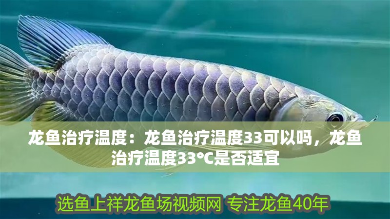 龍魚治療溫度：龍魚治療溫度33可以嗎，龍魚治療溫度33℃是否適宜