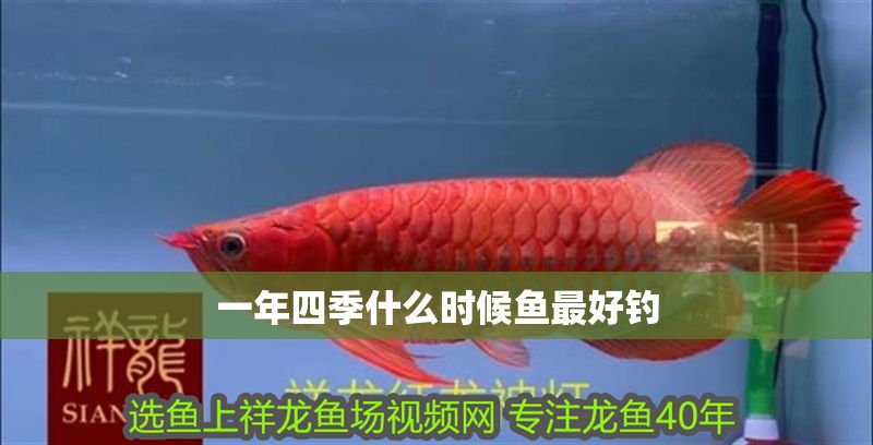 一年四季什么時(shí)候魚最好釣