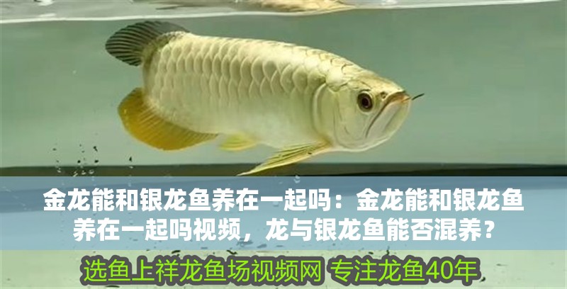 金龍能和銀龍魚養在一起嗎：金龍能和銀龍魚養在一起嗎視頻，龍與銀龍魚能否混養？