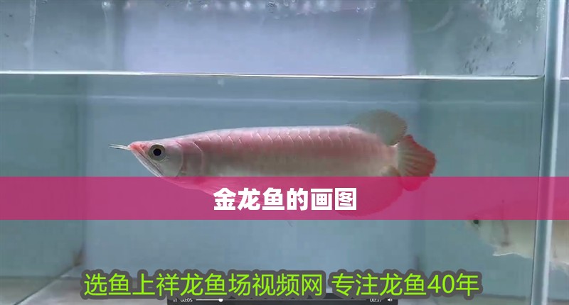 金龍魚的畫圖