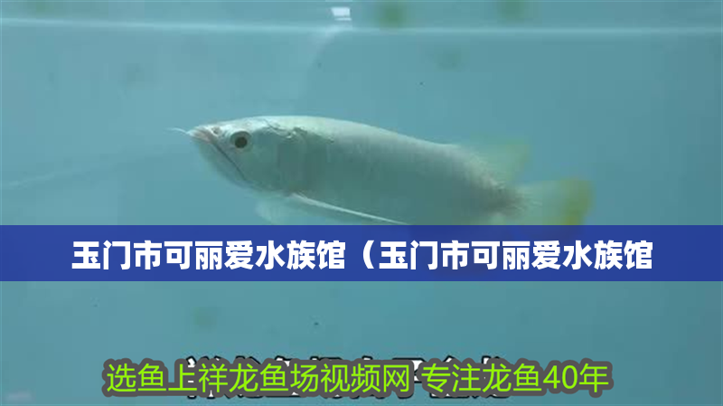 玉門市可麗愛水族館（玉門市可麗愛水族館