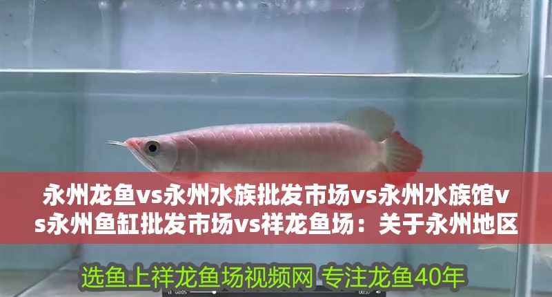 永州龍魚vs永州水族批發市場vs永州水族館vs永州魚缸批發市場vs祥龍魚場：關于永州地區龍魚交易市場的一些建議