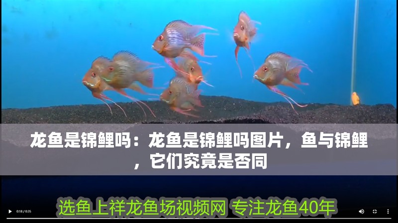 龍魚是錦鯉嗎：龍魚是錦鯉嗎圖片，魚與錦鯉，它們究竟是否同