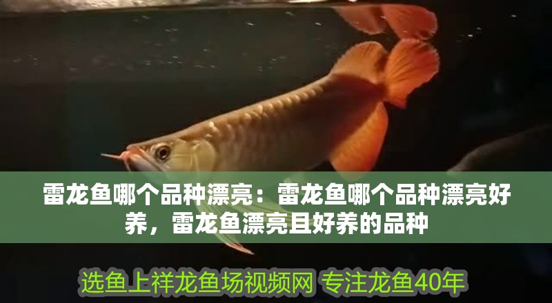 雷龍魚哪個品種漂亮：雷龍魚哪個品種漂亮好養，雷龍魚漂亮且好養的品種