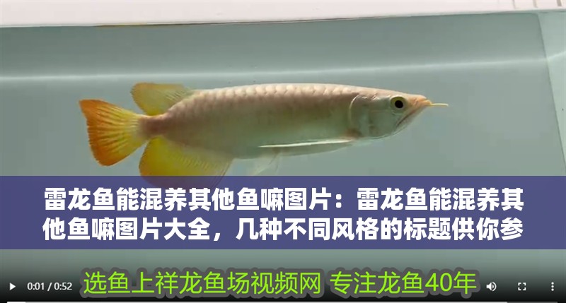 雷龍魚能混養其他魚嘛圖片：雷龍魚能混養其他魚嘛圖片大全，幾種不同風格的標題供你參考，，直白實用風，雷龍魚混養可行性全解析及圖片大全，疑問引導風，雷龍魚究竟能否與其他魚混養？海量圖片揭秘，活潑吸睛風，驚！雷龍魚能不能和其他魚愉快混養