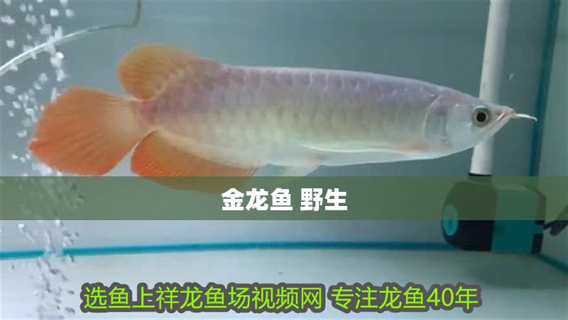 金龍魚 野生