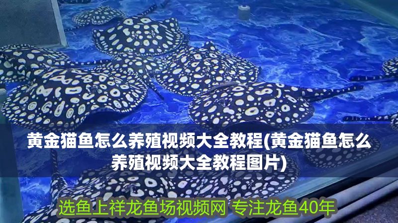 黃金貓魚怎么養(yǎng)殖視頻大全教程(黃金貓魚怎么養(yǎng)殖視頻大全教程圖片)