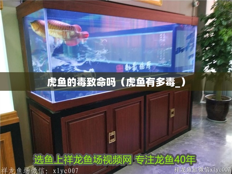 虎魚的毒致命嗎（虎魚有多毒_）