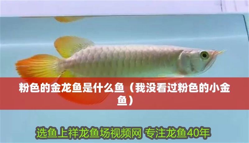 粉色的金龍魚是什么魚（我沒看過粉色的小金魚）
