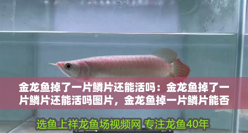 金龍魚掉了一片鱗片還能活嗎：金龍魚掉了一片鱗片還能活嗎圖片，金龍魚掉一片鱗片能否存活？附相關圖片解析