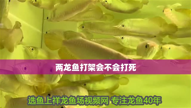 兩龍魚打架會不會打死
