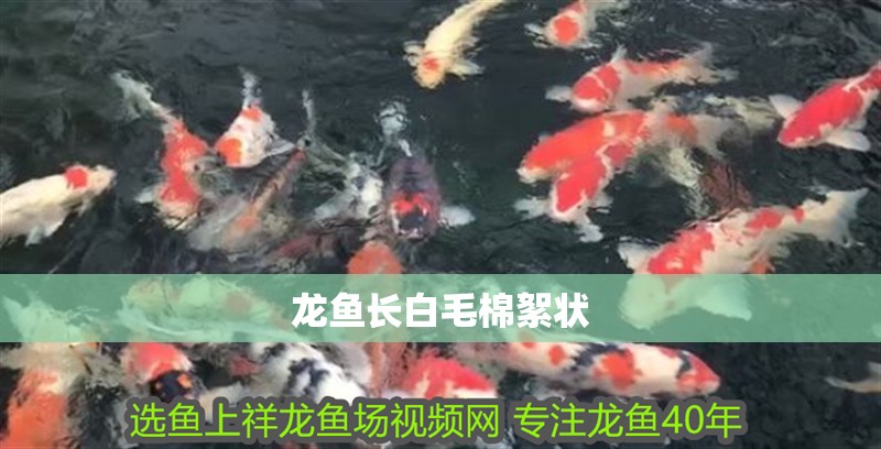 龍魚長白毛棉絮狀