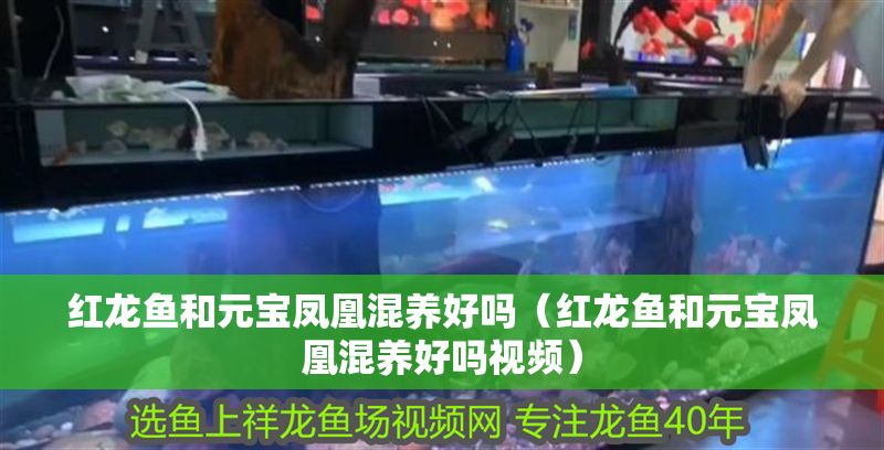 紅龍魚和元寶鳳凰混養好嗎（紅龍魚和元寶鳳凰混養好嗎視頻） 紅龍魚和元寶鳳凰混養好嗎（紅龍魚和元寶鳳凰混養好嗎視頻） 元寶鳳凰魚百科 第1張