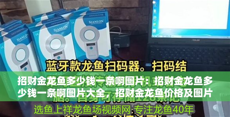 招財金龍魚多少錢一條啊圖片：招財金龍魚多少錢一條啊圖片大全，招財金龍魚價格及圖片大全