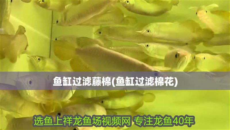 魚缸過濾藤棉(魚缸過濾棉花)