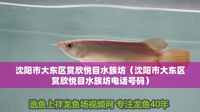 沈陽市大東區賞欣悅目水族坊（沈陽市大東區賞欣悅目水族坊電話號碼） 沈陽市大東區賞欣悅目水族坊（沈陽市大東區賞欣悅目水族坊電話號碼） 全國水族館企業名錄 第3張