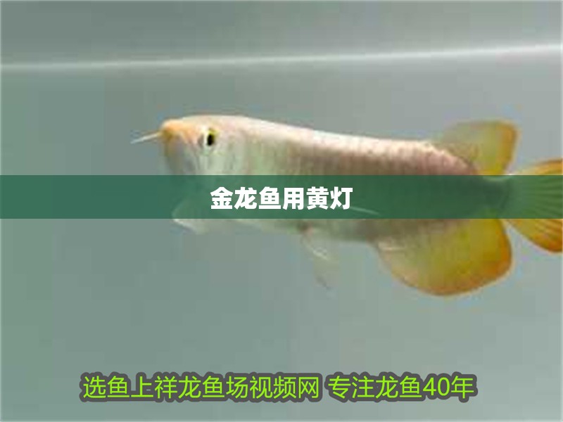 金龍魚用黃燈