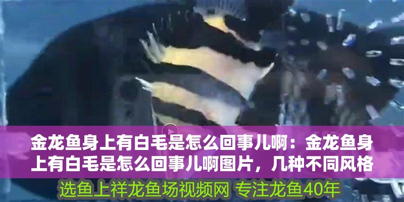 金龍魚身上有白毛是怎么回事兒啊：金龍魚身上有白毛是怎么回事兒啊圖片，幾種不同風格的標題供你參考，，疑問好奇風，驚！金龍魚身上為何長出白毛？附圖揭秘，科普探究風，探秘金龍魚身上出現白毛的原因（含圖片解析），直白陳述風，金龍魚身現白毛現象