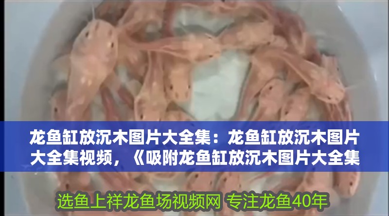 龍魚缸放沉木圖片大全集：龍魚缸放沉木圖片大全集視頻，《吸附龍魚缸放沉木圖片大全集》