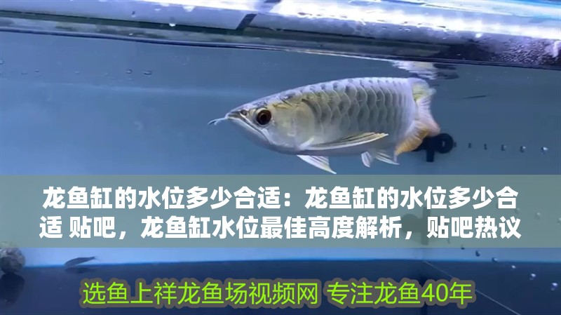 龍魚缸的水位多少合適：龍魚缸的水位多少合適 貼吧，龍魚缸水位最佳高度解析，貼吧熱議