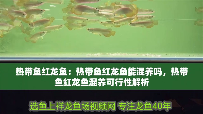 熱帶魚紅龍魚：熱帶魚紅龍魚能混養(yǎng)嗎，熱帶魚紅龍魚混養(yǎng)可行性解析