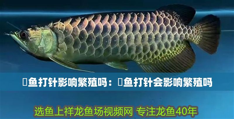 魟魚打針影響繁殖嗎：魟魚打針會影響繁殖嗎