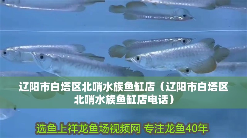 遼陽市白塔區北哨水族魚缸店（遼陽市白塔區北哨水族魚缸店電話）