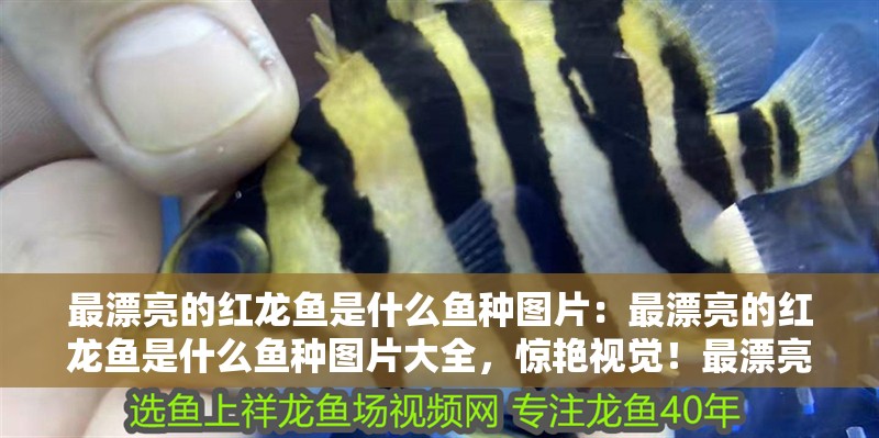 最漂亮的紅龍魚是什么魚種圖片：最漂亮的紅龍魚是什么魚種圖片大全，驚艷視覺！最漂亮的紅龍魚魚