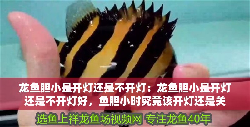 龍魚膽小是開燈還是不開燈：龍魚膽小是開燈還是不開燈好，魚膽小時究竟該開燈還是關