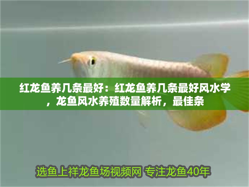 紅龍魚養幾條最好：紅龍魚養幾條最好風水學，龍魚風水養殖數量解析，最佳條