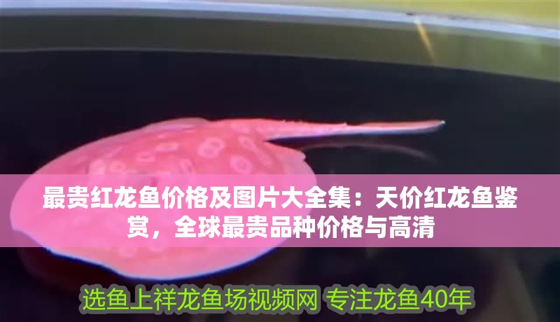 最貴紅龍魚價格及圖片大全集:天價紅龍魚鑒賞,全球最貴品種價格與高清 水族問答 最貴紅龍魚價格及圖片大全集:天價紅龍魚鑒賞,全球最貴品種價格與高清 最貴紅龍魚價格及圖片大全集:天價紅龍魚鑒賞,全球最貴品種價格與高清 水族問答