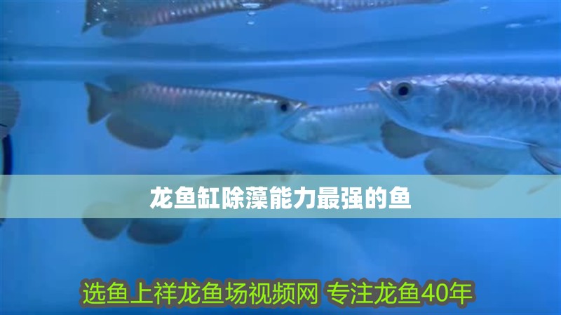 龍魚(yú)缸除藻能力最強(qiáng)的魚(yú)