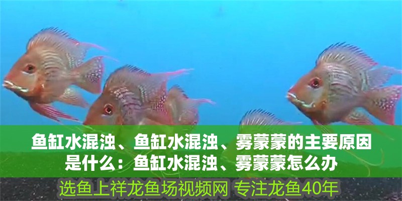 魚缸水混濁、魚缸水混濁、霧蒙蒙的主要原因是什么：魚缸水混濁、霧蒙蒙怎么辦
